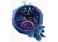 HQL制药、常州隆赛和上海南宫28将配合研新型抗癌药物