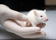 南宫28肿瘤药效实验顺遂通过江苏省FDA审查