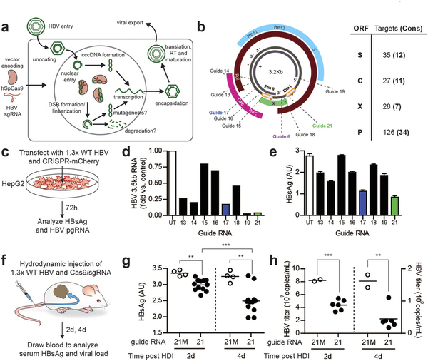 攻克乙肝不是梦，基因编辑靶向“剪切”乙肝病毒