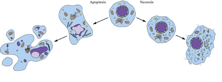 南宫28细胞凋亡检测手艺效劳