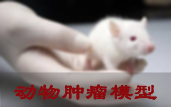 南宫28肿瘤模子建设效劳