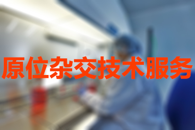 原位杂交手艺的分类有哪些？