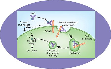 南宫28ADC临床前效劳之ADC作用机制