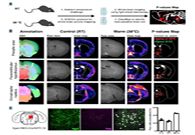 减肥药瞄准新靶点，强效减肥药即未来袭？