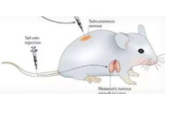 围观:临床前小鼠模子怎样？