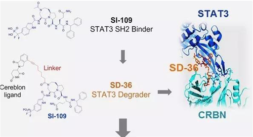 结构优化获得的SH2连系分子SI-109与CRBN连系，获得SD-36