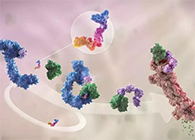 LYTAC出生，与PROTAC并肩作战针对不可成药的靶点