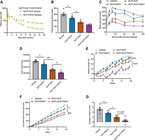 GLP1-ELP-FGF21双激动剂融合卵白对血糖和体重具有有用且一连的作用 南宫28