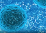 攻克三阴性乳腺癌，蜜蜂毒液竟是要害？