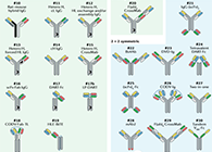 【云回首】理论、规则、实践，三位一体解说双抗的生物剖析