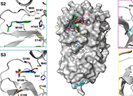 【Nature子刊】国际团队联协实力，加速基于COVID-19结构的药物设计！