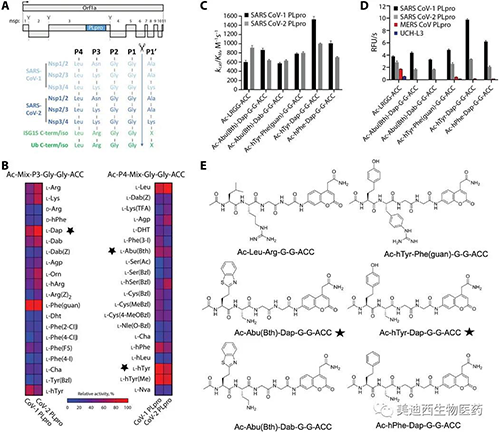 SARS-CoV-1和2 PLpro卵白酶的活性剖析