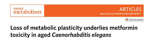 在线虫和人类原代细胞中，当在其寿命晚期提供二甲双胍时，二甲双胍会缩短命命，这与二甲双胍在年轻生物体中的起劲作用相反。