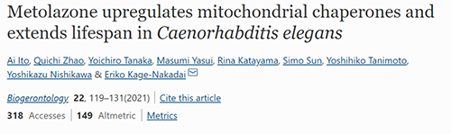 来自日本大阪市立大学的科学家搜索了现有药物的化学“文库”，他们发明一种名为美托拉宗的抗高血压药可延伸秀丽隐杆线虫的寿命，标记着抗朽迈药物开发的第一步