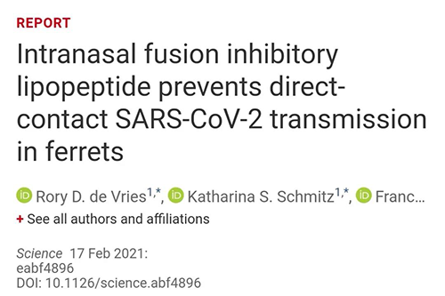 Science速递|鼻喷雾剂可阻止新冠肺炎撒播，在雪貂实验中已初获效果