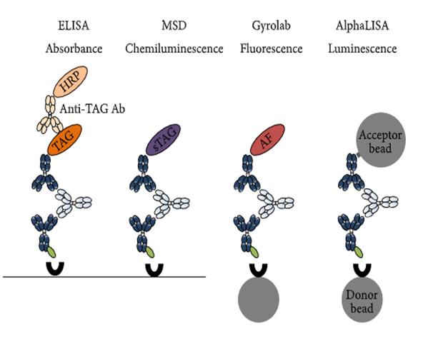 南宫28免疫原性研究四大平台