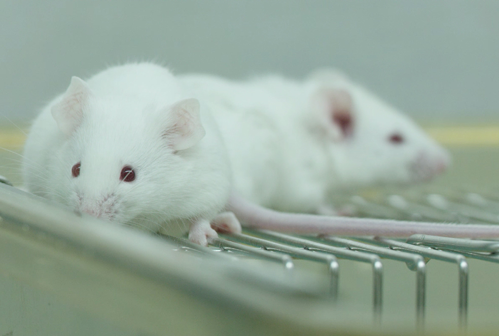 带你相识南宫28临床前研究效劳 