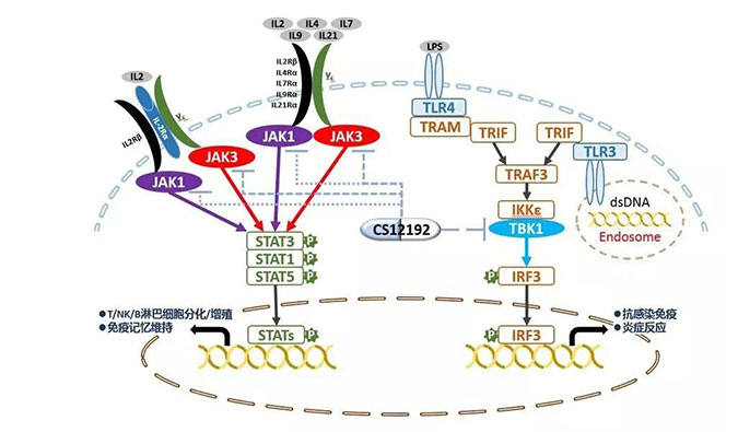 自身免疫疾病或迎新疗法！南宫28助力微芯生物CS12192获批FDA