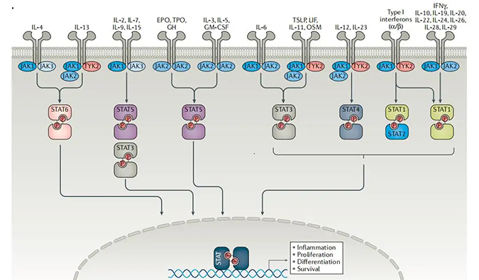 精准建模，掌握解开自身免疫性疾病治疗研究的钥匙