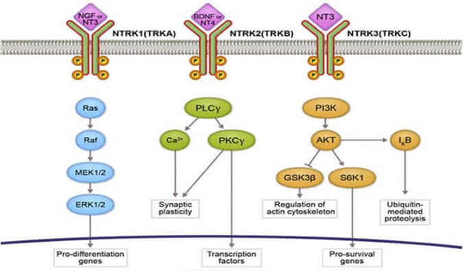 南宫28助力睿跃生物1类新药 TRK降解剂CG001419获批临床.jpg