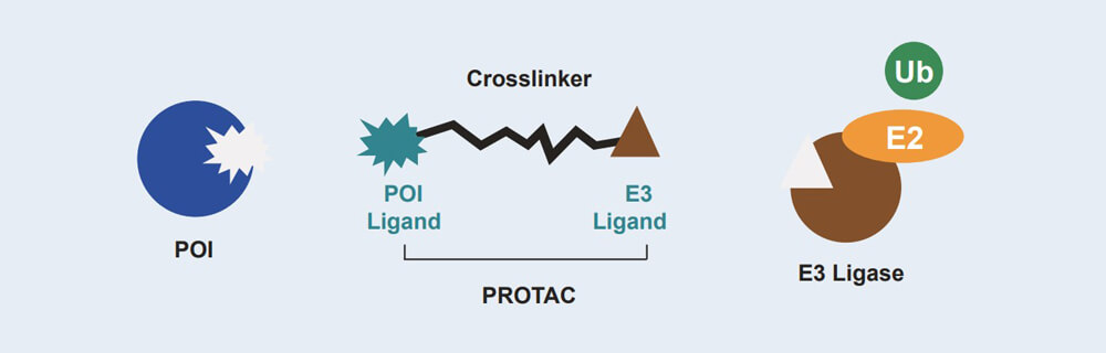 南宫28 PROTAC 药物发明手艺效劳平台