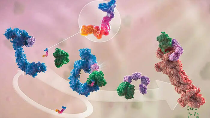 protac 药物合成效劳.jpg