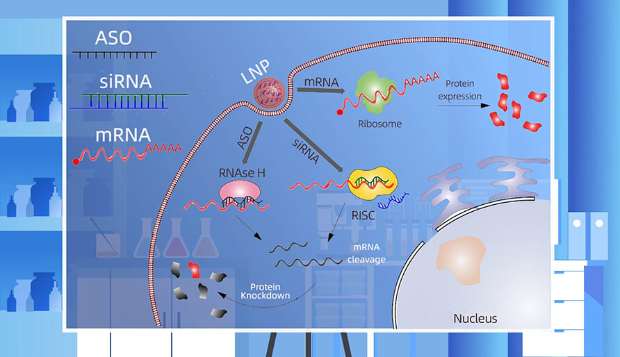 核酸药物的作用机制主要有哪些？