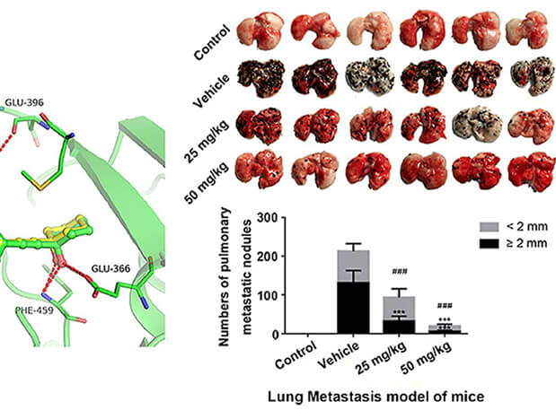 研究用于肺癌和玄色素瘤细胞肺转移的选择性PAK4抑制剂的合成，此选择性PAK4抑制剂的PK研究通过南宫28举行