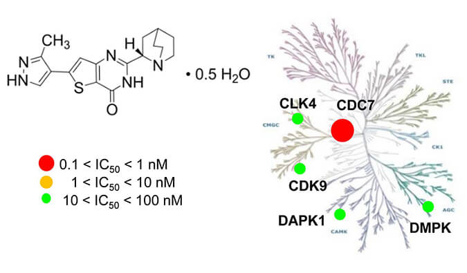 TAK-931是一种高特异性CDC7抑制剂，具有抗肿瘤功效，本研究中体内药效实验通过南宫28举行