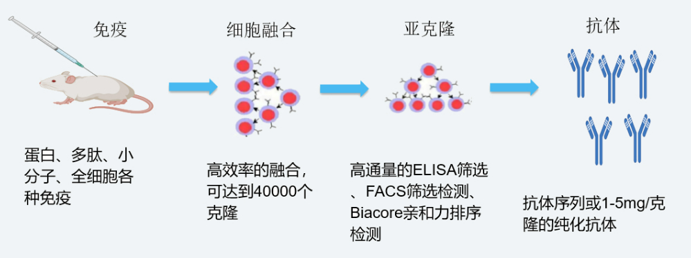 南宫28杂交瘤手艺平台开发流程