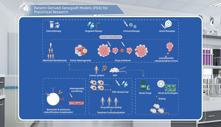 什么是临床前研究的PDX（人源肿瘤异种移植）模子？