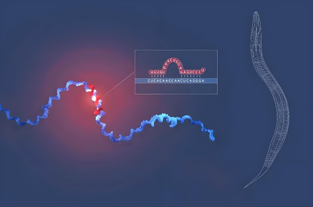 miRNA成诺贝尔奖明星分子，南宫28正全速赋能核酸药物研发