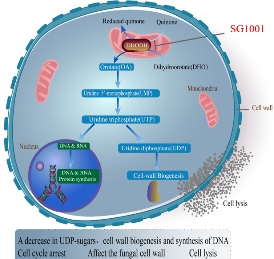 南宫28祝贺祥根生物立异药SG1001完成首例受试者给药