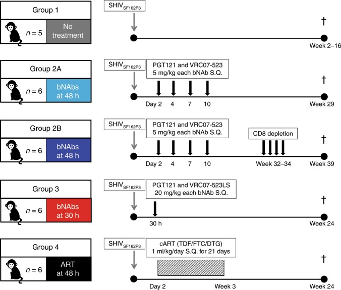 抗逆转录病毒疗法(ART)预防围产期HIV熏染，本研究中多替拉韦钠盐和游离态均由南宫28提供