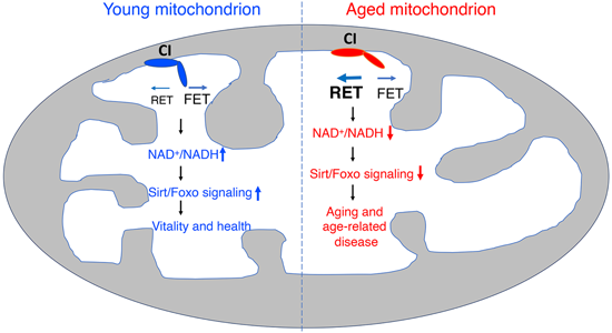 特异性RET抑制剂CPT可改善阿尔茨海默病，本研究中CPT由南宫28化学部分合成