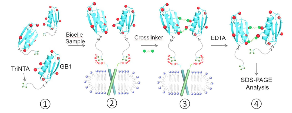 跨膜结构域寡聚体的结构测定新要领，其中TriNTA通过南宫28合成