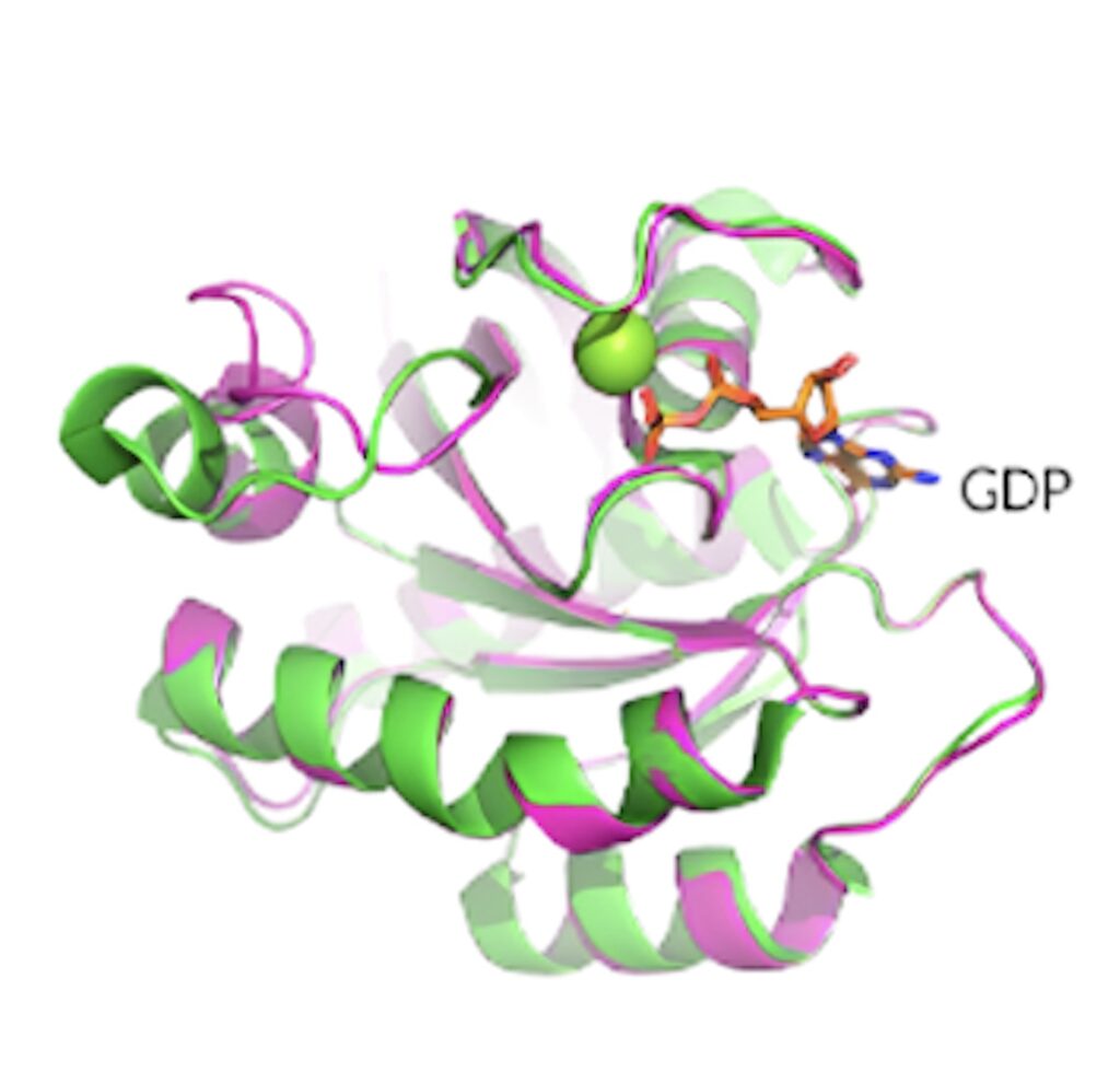KRAS G12D晶体结构展现了卵白质的构象和 GDP 连系状态。.jpeg